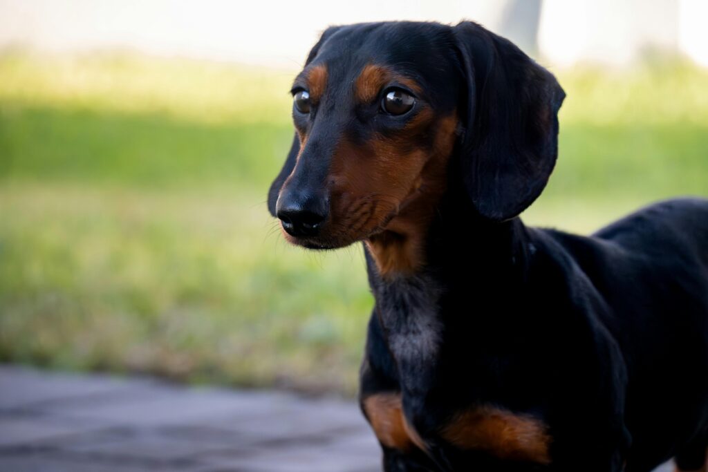 comida caseira para dachshund com alergia alimentar