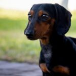 comida caseira para dachshund com alergia alimentar