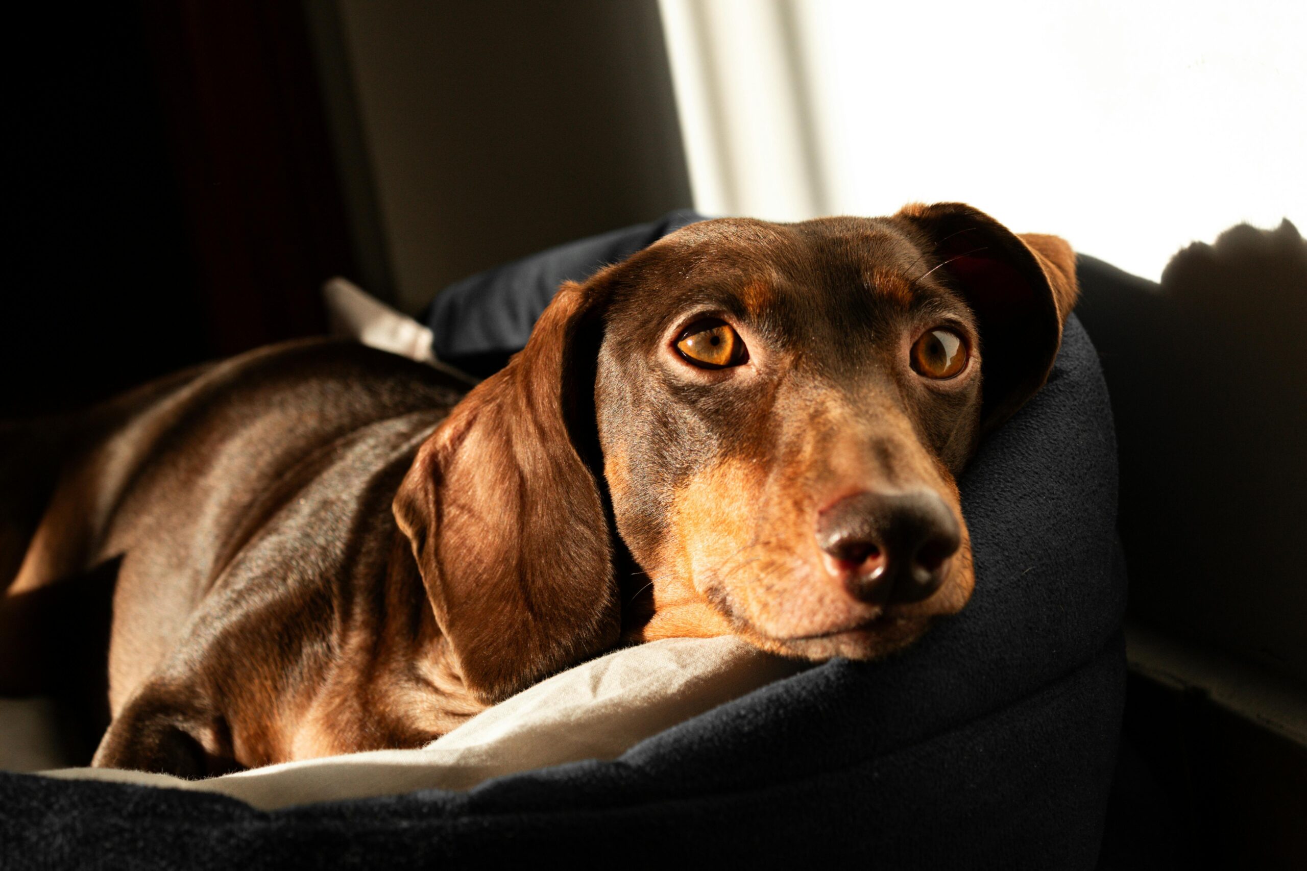 dachshund adulto descansando em casa com pelagem saudável e brilhante