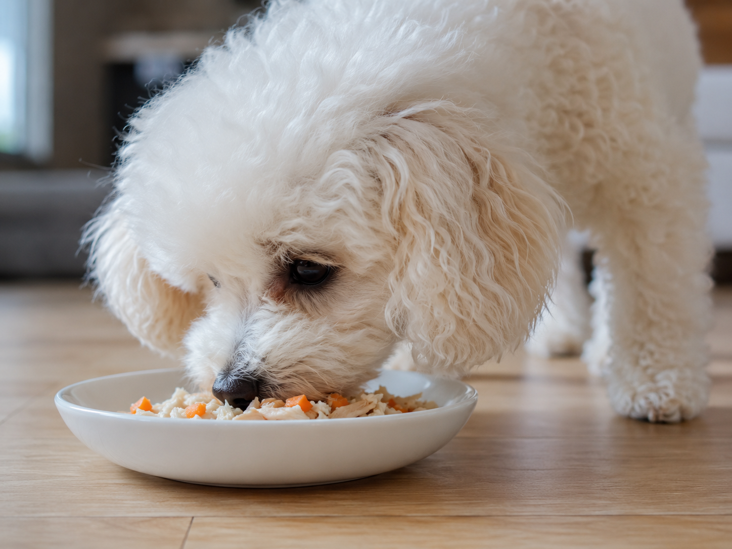 poodle filhote comendo receita caseira natural