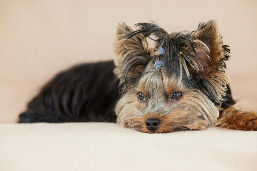 Suplemento Natural para Cachorro com Problema de Articulação