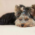 Suplemento Natural para Cachorro com Problema de Articulação
