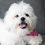 guia completo de alimentação natural para cães de raça pequena